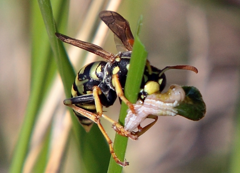 Polistes dominulus preda bruco (forse Xestia xanthographa)